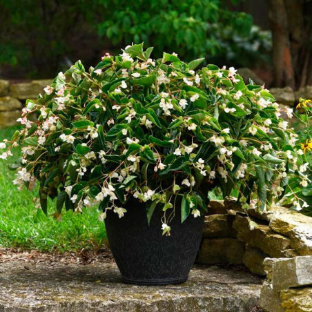  Begonia 100 Semillas interspecific Dragon Wing White PLT Flor Maceta 74.576271 Begonia 100 Semillas interspecific Dragon Wing W
