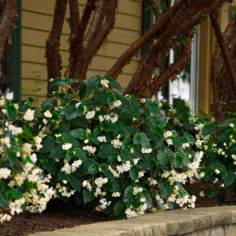  Begonia 100 Semillas interspecific Dragon Wing White PLT Flor Maceta 74.576271 Begonia 100 Semillas interspecific Dragon Wing W