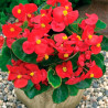 Begonia 1000 Semillas semperfloren Bada Bing Scarlet PLT Flor Maceta 88 Begonia 1000 Semillas semperfloren Bada Bing Scarlet PL Begonia 1000 Semillas semperfloren Bada Bing Scarlet PLT Flor Maceta 88 Begonia 1000 Semillas semperfloren Bada Bing Scarlet PL