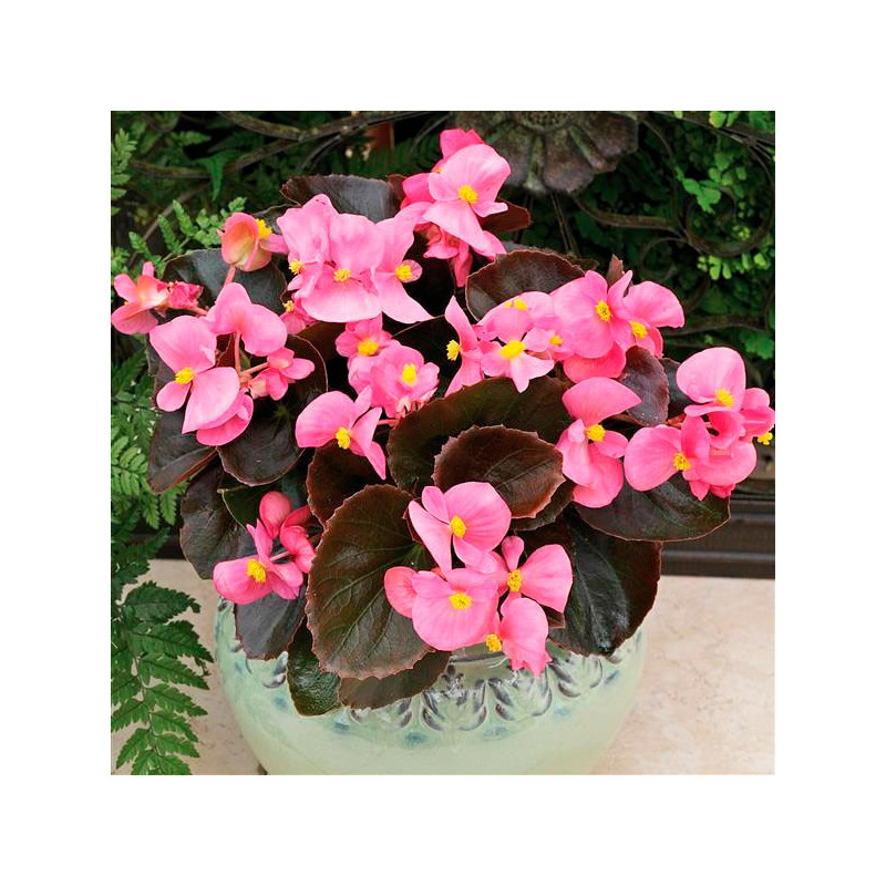  Begonia 1000 Semillas semperfloren Bada Boom Pink PLT Flor Maceta 74.576271 Begonia 1000 Semillas semperfloren Bada Boom Pink P