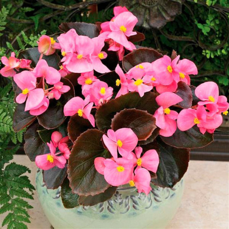 Begonia 1000 Semillas semperfloren Bada Boom Pink PLT Flor Maceta 74.576271 Begonia 1000 Semillas semperfloren Bada Boom Pink P