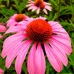  Equinacea 1000 Semillas Echinacea purpurea Magnus Flor Maceta 137.288136 Equinacea 1000 Semillas Echinacea purpurea Magnus Flor