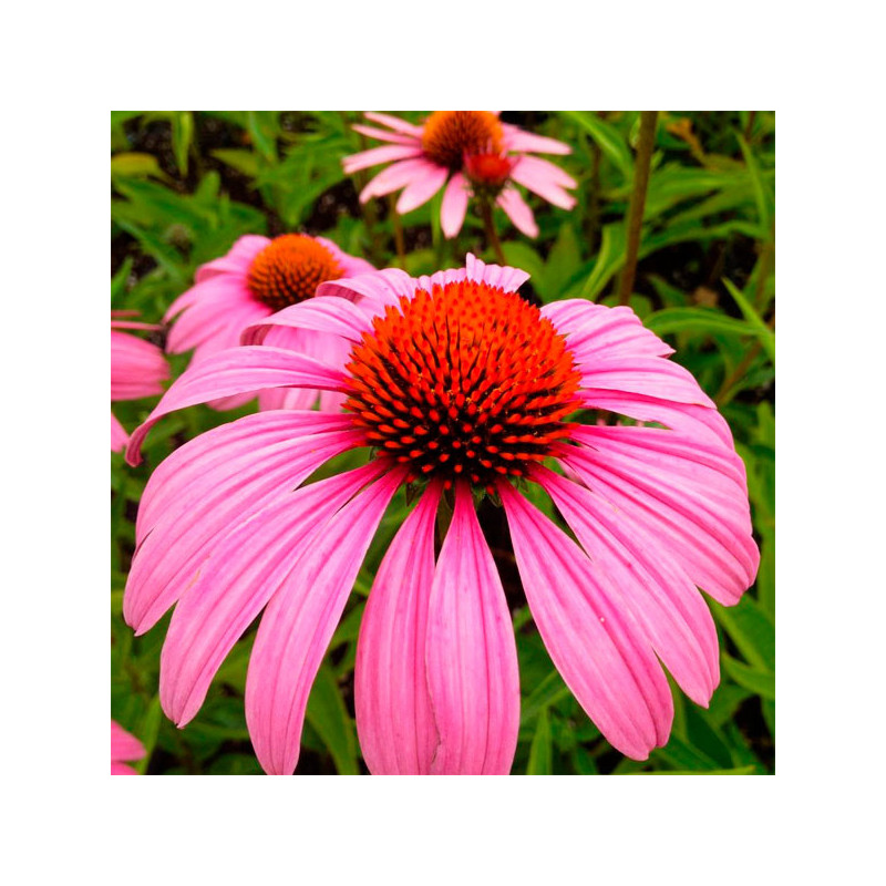  Equinacea 1000 Semillas Echinacea purpurea Magnus Flor Maceta 137.288136 Equinacea 1000 Semillas Echinacea purpurea Magnus Flor