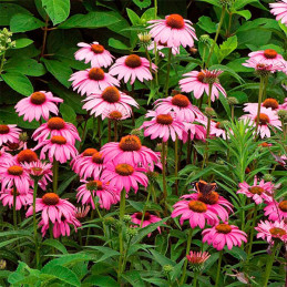  Equinacea 1000 Semillas Echinacea purpurea Magnus Flor Maceta 137.288136 Equinacea 1000 Semillas Echinacea purpurea Magnus Flor
