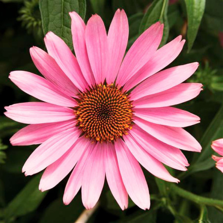  Equinacea 1000 Semillas Echinacea purpurea Prairie Splendor Rose Deep Flor Maceta 207.999999 Equinacea 1000 Semillas Echinacea 