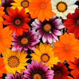  Gazania 1000 Semillas rigens New Day Mix Flor Maceta 162.711864 Gazania 1000 Semillas rigens New Day Mix Flor Maceta
Germinació