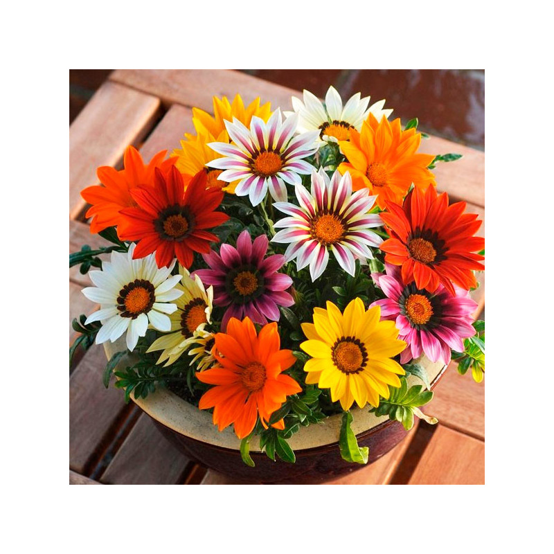  Gazania 1000 Semillas rigens New Day Mix Flor Maceta 162.711864 Gazania 1000 Semillas rigens New Day Mix Flor Maceta
Germinació