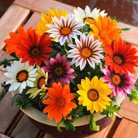  Gazania 1000 Semillas rigens New Day Mix Flor Maceta 162.711864 Gazania 1000 Semillas rigens New Day Mix Flor Maceta
Germinació