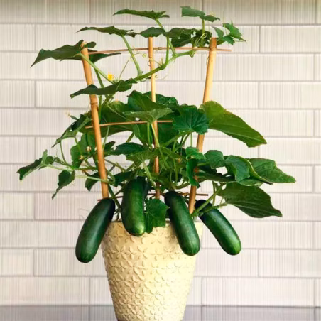 Pepinillo 100 Semillas Cucumis sativus Cucumber Edible Potted Minis Quick Snack Hortaliza Maceta FLOWER SEEDS-Pepinillo 100 Semi