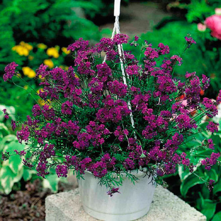  Verbena 1000 Semillas speciosa Imagination Flor Maceta Jardin 176 Verbena 1000 Semillas speciosa Imagination Flor Maceta Jardin