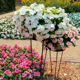  Vinca 1000 Semillas Catharanthus roseus Cora Cascade XDR Mix Flor Maceta Jardin 322.881356 Vinca 1000 Semillas Catharanthus ros