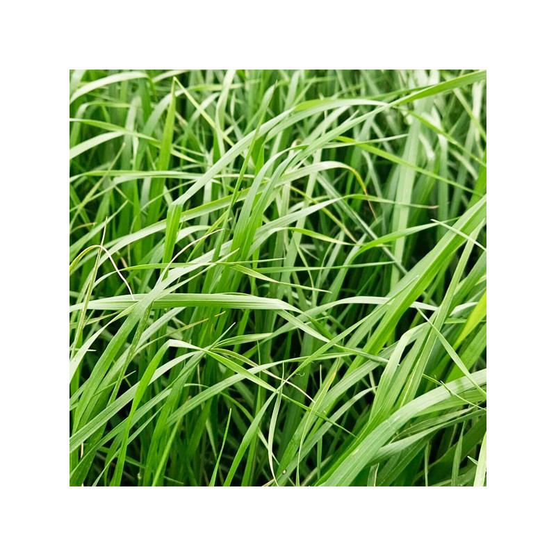  Ryegrass TAMA NZ 25Kg Semillas Pasto Tetraploide Forrajes New Zealand Seed 372.033898 Ryegrass TAMA NZ 25Kg Semillas Pasto Tetr