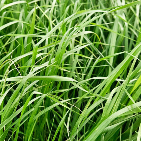  Ryegrass TAMA NZ 25Kg Semillas Pasto Tetraploide Forrajes New Zealand Seed 372.033898 Ryegrass TAMA NZ 25Kg Semillas Pasto Tetr