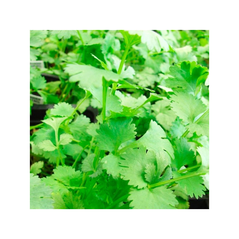  Culantro Long Standing 25Kg Semillas Variedad San Martin 1061.864407 Culantro Long Standing 25Kg Semillas Variedad San Martin
P