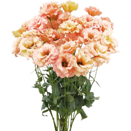  Lisianto 1000 Semillas Eustoma grandiflorum Lisianthus Celeb 1 Beige Neo PLT Flor Corte 202 Lisianto 1000 Semillas Eustoma gran