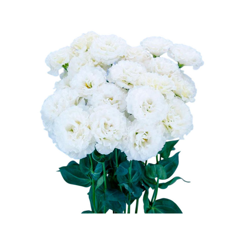  Lisianto 1000 Semillas Eustoma grandiflorum Lisianthus Celeb 2 Snow PLT Flor Corte 202 Lisianto 1000 Semillas Eustoma grandiflo