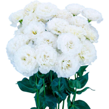  Lisianto 1000 Semillas Eustoma grandiflorum Lisianthus Celeb 2 Snow PLT Flor Corte 202 Lisianto 1000 Semillas Eustoma grandiflo