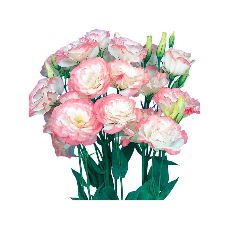  Lisianto 1000 Semillas Eustoma grandiflorum Lisianthus Mariachi Pink Picotee PLT Flor Corte 182.20339 Lisianto 1000 Semillas Eu