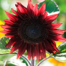  Girasol 1000 Semillas Helianthus annuus Girasol de corte Pro Cut Red Flor Corte 221 Girasol 1000 Semillas Helianthus annuus Gir