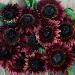  Girasol 1000 Semillas Helianthus annuus Girasol de corte Pro Cut Red Flor Corte 221 Girasol 1000 Semillas Helianthus annuus Gir