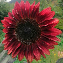  Girasol 1000 Semillas Helianthus annuus Girasol de corte Pro Cut Red Flor Corte 221 Girasol 1000 Semillas Helianthus annuus Gir