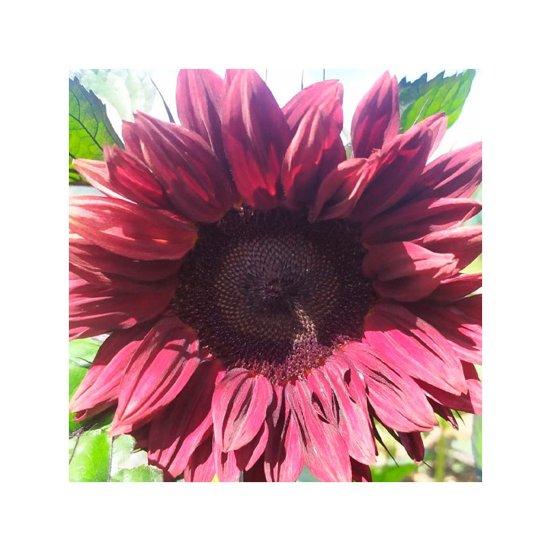  Girasol 1000 Semillas Helianthus annuus Girasol de corte Pro Cut Red Flor Corte 221 Girasol 1000 Semillas Helianthus annuus Gir