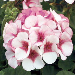  Geranio 1000 Semillas Pelargonium x hortorum Maverick Star Flor Maceta 395.762712 Geranio 1000 Semillas Pelargonium x hortorum 