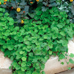  Dichondra 100 Semillas repens Emerald Falls MPLT Flor Rastrera Maceta 83.050847 Dichondra 100 Semillas repens Emerald Falls MPL