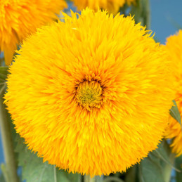  Girasol 1000 Semillas Helianthus annuus Double Sunking Flor Corte 137.288136 Girasol 1000 Semillas Helianthus annuus Double Sun