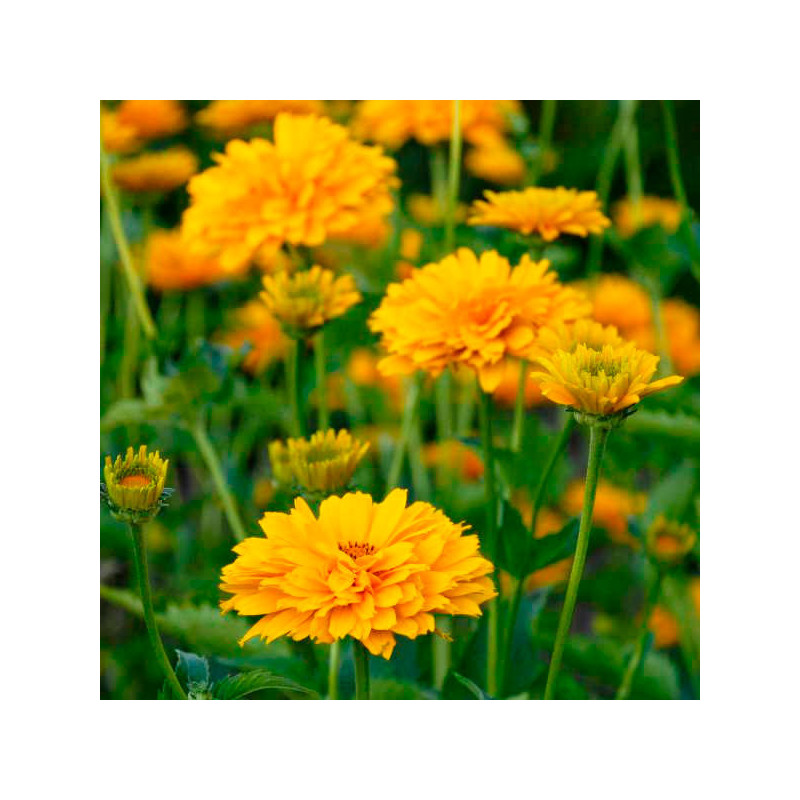  Falso Girasol 1000 Semillas Heliopsis helianthoides Summer Sun Flor Jardin 75 Falso Girasol 1000 Semillas Heliopsis helianthoid