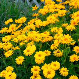  Falso Girasol 1000 Semillas Heliopsis helianthoides Summer Sun Flor Jardin 75 Falso Girasol 1000 Semillas Heliopsis helianthoid