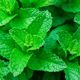  Hierba Buena 5000 Semillas Mentha spicata Herb Mint Spearmint Aromatico Jardin 103.389831 Hierba Buena 5000 Semillas Mentha spi