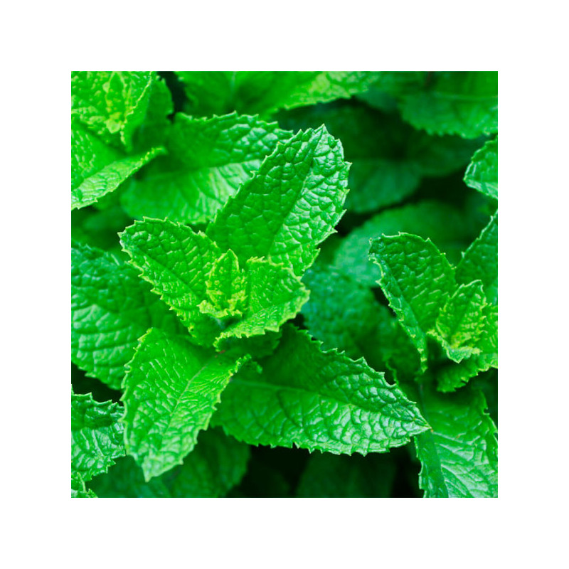  Hierba Buena 5000 Semillas Mentha spicata Herb Mint Spearmint Aromatico Jardin 122.000001 Hierba Buena 5000 Semillas Mentha spi