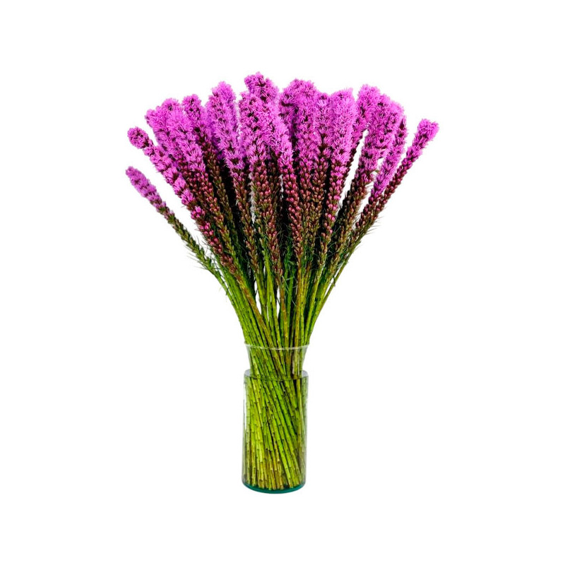  Estrella Llameante 1000 Semillas Liatris spicata Purple Flor Corte 73.728814 Estrella Llameante 1000 Semillas Liatris spicata P