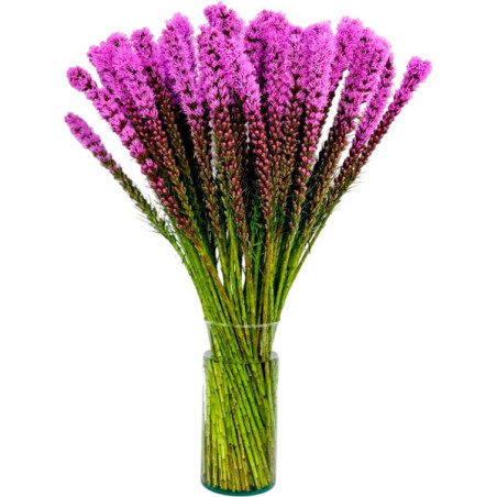  Estrella Llameante 1000 Semillas Liatris spicata Purple Flor Corte 73.728814 Estrella Llameante 1000 Semillas Liatris spicata P