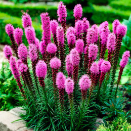  Estrella Llameante 1000 Semillas Liatris spicata Purple Flor Corte 73.728814 Estrella Llameante 1000 Semillas Liatris spicata P