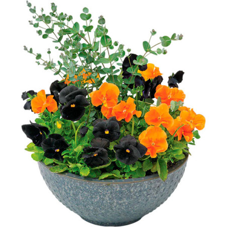  Pensamiento 1000 Semillas Viola wittrockiana Pansy Inspire Plus Jack O Lantern Mix Flor Maceta 162 Pensamiento 1000 Semillas Vi