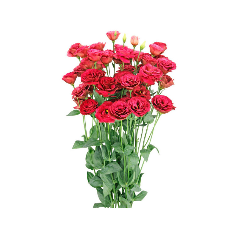  Lisianto 1000 Semillas Eustoma grandiflorum Lisianthus Arosa 3 Red PLT Flor Corte 213.000001 Lisianto 1000 Semillas Eustoma gra