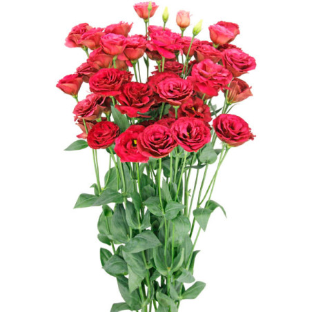  Lisianto 1000 Semillas Eustoma grandiflorum Lisianthus Arosa 3 Red PLT Flor Corte 213.000001 Lisianto 1000 Semillas Eustoma gra