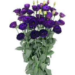  Lisianto 1000 Semillas Eustoma grandiflorum Lisianthus Arosa 3 Violet PLT Flor Corte 180.508475 Lisianto 1000 Semillas Eustoma 