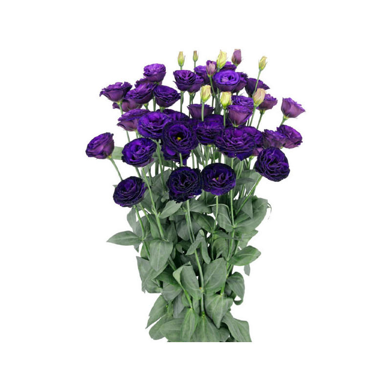  Lisianto 1000 Semillas Eustoma grandiflorum Lisianthus Arosa 3 Violet PLT Flor Corte 180.508475 Lisianto 1000 Semillas Eustoma 