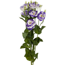  Lisianto 1000 Semillas Eustoma grandiflorum Lisianthus Arosa 3 Blue Picotee PLT Flor Corte 180.508475 Lisianto 1000 Semillas Eu