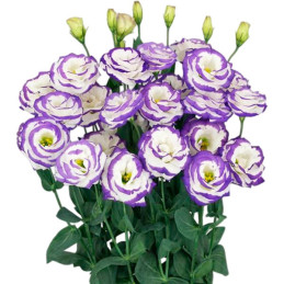  Lisianto 1000 Semillas Eustoma grandiflorum Lisianthus Arosa 3 Blue Picotee PLT Flor Corte 180.508475 Lisianto 1000 Semillas Eu