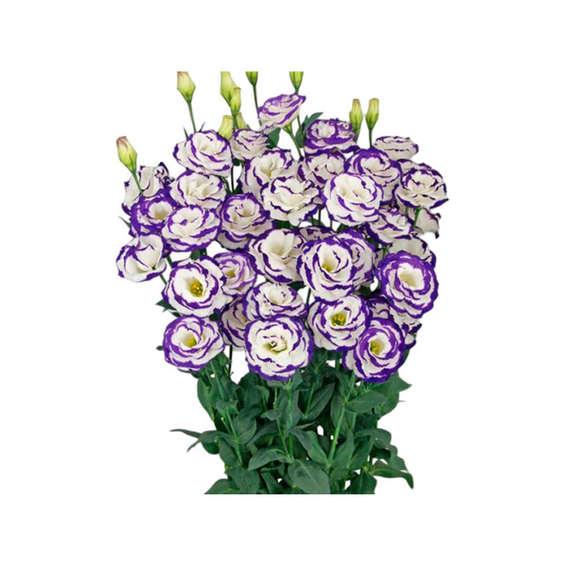  Lisianto 1000 Semillas Eustoma grandiflorum Lisianthus Megalo 3 Blue Picotee PLT Flor Corte 194 Lisianto 1000 Semillas Eustoma 