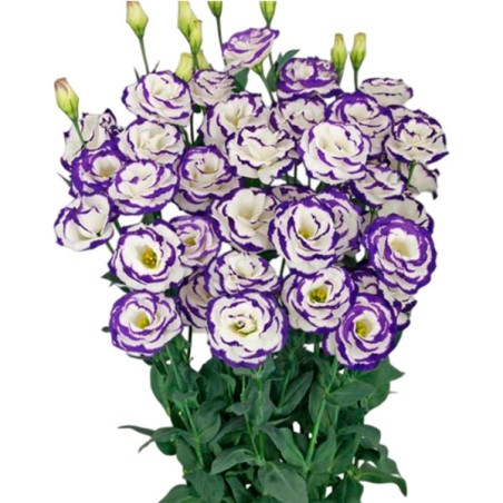  Lisianto 1000 Semillas Eustoma grandiflorum Lisianthus Megalo 3 Blue Picotee PLT Flor Corte 194 Lisianto 1000 Semillas Eustoma 
