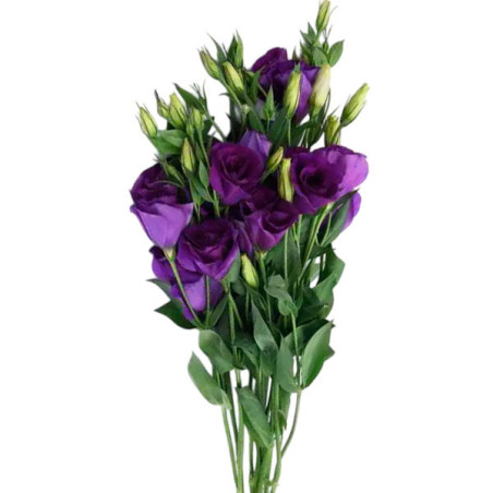  Lisianto 1000 Semillas Eustoma grandiflorum Lisianthus Can Can Purple PLT Flor Corte 221 Lisianto 1000 Semillas Eustoma grandif