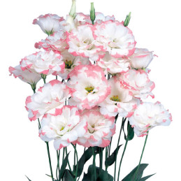 Lisianto 1000 Semillas Eustoma grandiflorum Lisianthus Echo Pink Picotee PLT Flor Corte 163 Lisianto 1000 Semillas Eustoma gran