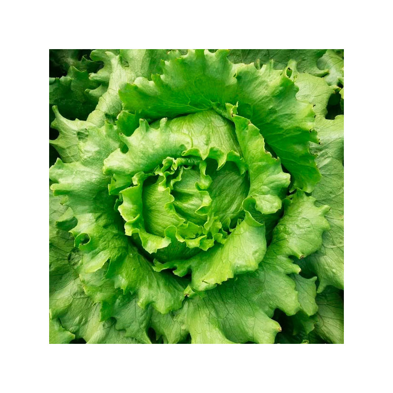 Lechuga Megan 10000 Semillas PLT Tipo Americana Iceberg Compacta Feltrin 225.423729 Lechuga Megan 10000 Semillas PLT Tipo Ameri