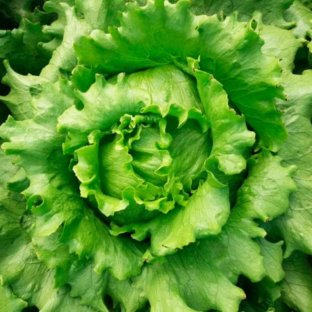  Lechuga Megan 10000 Semillas PLT Tipo Americana Iceberg Compacta Feltrin 225.423729 Lechuga Megan 10000 Semillas PLT Tipo Ameri