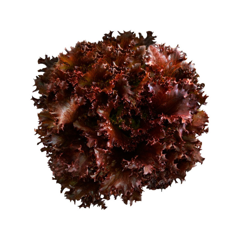  Lechuga Gabriela 10000 Semillas PLT Tipo Crespa Roja Feltrin 225.423729 Lechuga Gabriela 10000 Semillas PLT Tipo Crespa Roja Fe